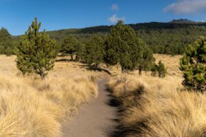 pexels photo 35848200 1